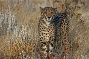 Etosha, Namibia, Namibia