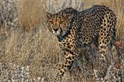 Etosha, Namibia, Namibia