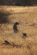 Etosha, Namibia, Namibia