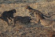 Etosha, Namibia, Namibia