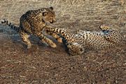 Etosha, Namibia, Namibia