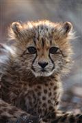 Etosha, Namibia, Namibia