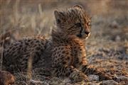 Etosha, Namibia, Namibia