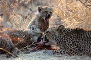 Etosha, Namibia, Namibia