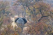 Camara Canon EOS 500D
Namibia Elefante  african Elephant  loxodonta Africana 
El Sur Africano
NAMIBIA
Foto: 23051