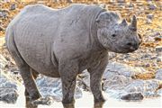 Etosha, Namibia, Namibia