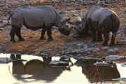 Etosha, Namibia, Namibia