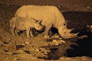 Etosha, Namibia, Namibia