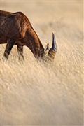 Etosha, Namibia, Namibia