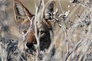 Etosha, Namibia, Namibia