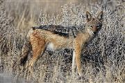 Etosha, Namibia, Namibia