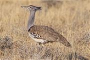 Etosha, Namibia, Namibia