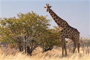 Camara Canon EOS 500D
Namibia Jirafa  giraffa Camelopardalis 
El Sur Africano
NAMIBIA
Foto: 23065