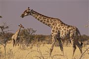 Etosha, Namibia, Namibia