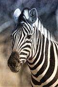 Etosha, Namibia, Namibia