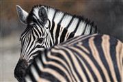 Etosha, Namibia, Namibia