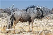 Camara Canon EOS 500D
Namibia Ñu Connochaetes Taurinus 
El Sur Africano
NAMIBIA
Foto: 23069