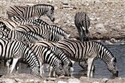 Etosha, Namibia, Namibia