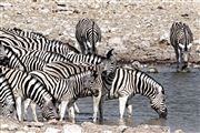 Etosha, Namibia, Namibia