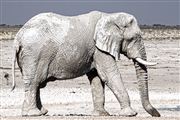 Camara Canon EOS 500D
Namibia Elefante  african Elephant  loxodonta Africana 
El Sur Africano
NAMIBIA
Foto: 23074