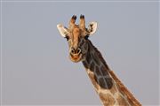 Etosha, Namibia, Namibia