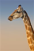 Camara Canon EOS 500D
Namibia Jirafa  giraffa Camelopardalis 
El Sur Africano
NAMIBIA
Foto: 23076