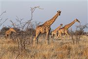 Camara Canon EOS 500D
Namibia Jirafa  giraffa Camelopardalis 
El Sur Africano
NAMIBIA
Foto: 23077