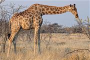 Camara Canon EOS 500D
Namibia Jirafa  giraffa Camelopardalis 
El Sur Africano
NAMIBIA
Foto: 23078