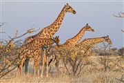 Etosha, Namibia, Namibia