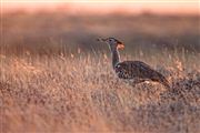 Etosha, Namibia, Namibia