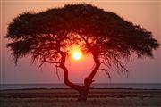 Etosha, Namibia, Namibia