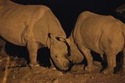 Etosha, Namibia, Namibia