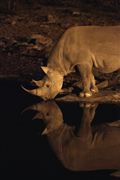 Etosha, Namibia, Namibia