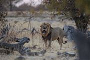 Etosha, Namibia, Namibia