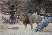 Etosha, Namibia, Namibia