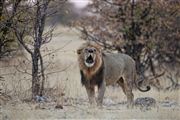 Etosha, Namibia, Namibia