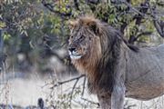 Camara Canon EOS 500D
Namibia Leon  lion  panthera Leo 
El Sur Africano
NAMIBIA
Foto: 23092