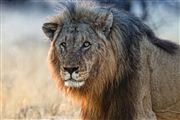 Etosha, Namibia, Namibia