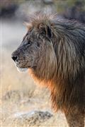 Camara Canon EOS 500D
Namibia Leon  lion  panthera Leo 
El Sur Africano
NAMIBIA
Foto: 23094