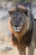 Camara Canon EOS 500D
Namibia Leon  lion  panthera Leo 
El Sur Africano
NAMIBIA
Foto: 23095