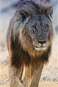 Camara Canon EOS 500D
Namibia Leon  lion  panthera Leo 
El Sur Africano
NAMIBIA
Foto: 23096