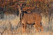 Camara Canon EOS 500D
Namibia Gran Kudu Tragelaphus Strepsiceros 
El Sur Africano
NAMIBIA
Foto: 23097