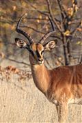 Etosha, Namibia, Namibia