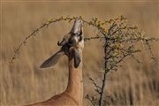 Etosha, Namibia, Namibia