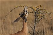 Etosha, Namibia, Namibia