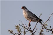 Camara Canon EOS 500D
Namibia Melierax Canorus 
El Sur Africano
NAMIBIA
Foto: 23101