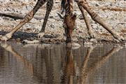 Etosha, Namibia, Namibia