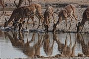 Etosha, Namibia, Namibia