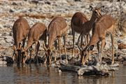 Etosha, Namibia, Namibia