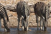 Etosha, Namibia, Namibia